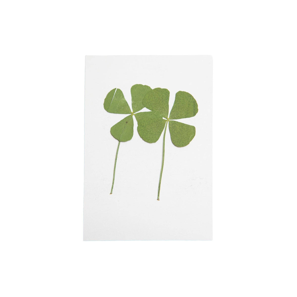 Pressed Four Leaf Clovers