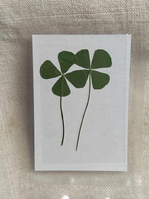 Pressed Four Leaf Clovers